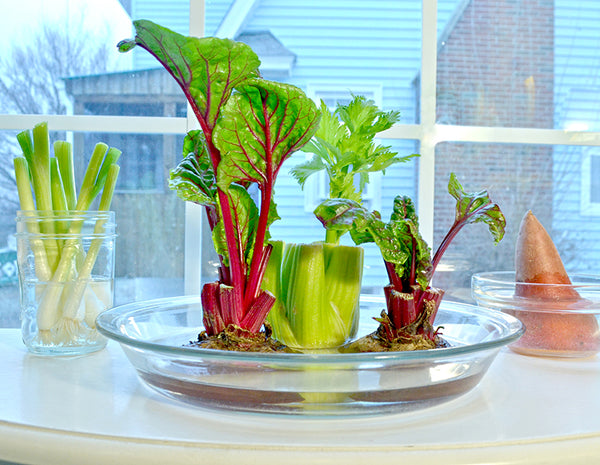 Grow Plants from Veggie Scraps