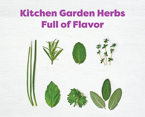 Kids Garden Herbs