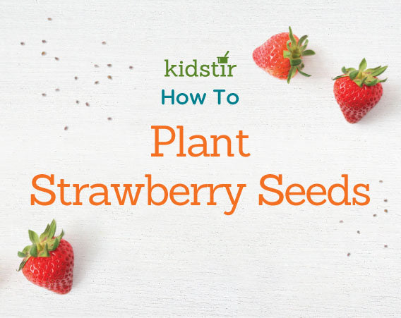 Planting Strawberry Seeds